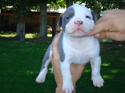 Puppies for Sale